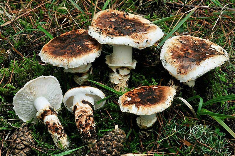 1 из 3Деликатес во всей красе