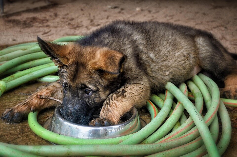  https://cdn.pixabay.com/photo/2018/10/10/00/46/german-shepherd-dog-3736240_960_720.jpg 