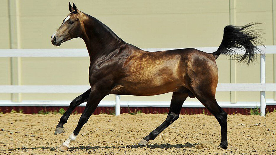 Выбрать жеребца. Ахалтекинские лошади в древности. Ганноверская лошадь жеребенок. Выбрать жеребца. Лошадка, коричневый.