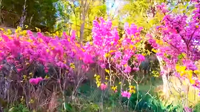 📜Сочи улица и пер.Павлова\ Собаки гуляют\Лазаревское 6 Апреля 2020