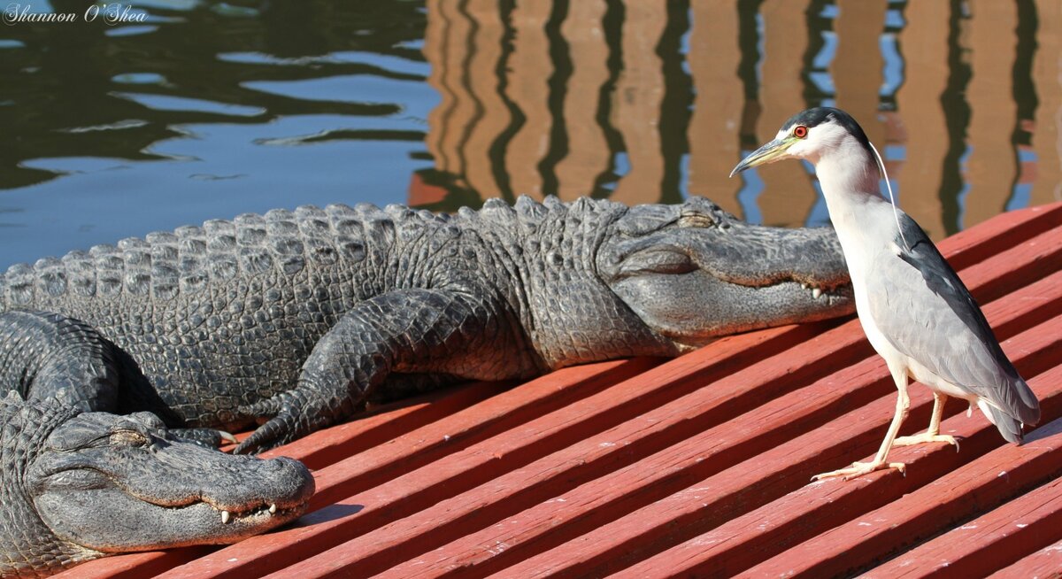 Фотография наглым образом украдена с просторов всемирной паутины.