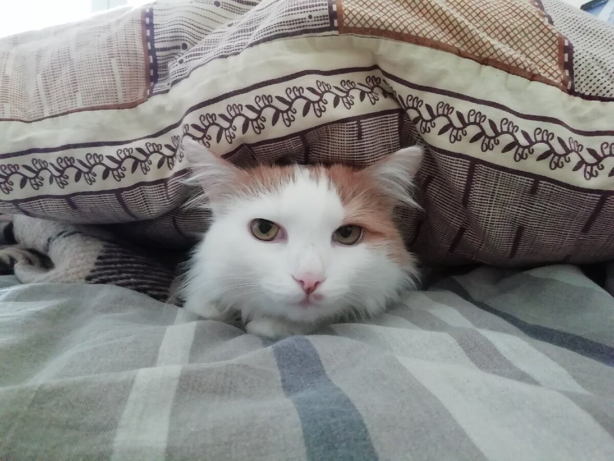 Под подушкой не так страшно!