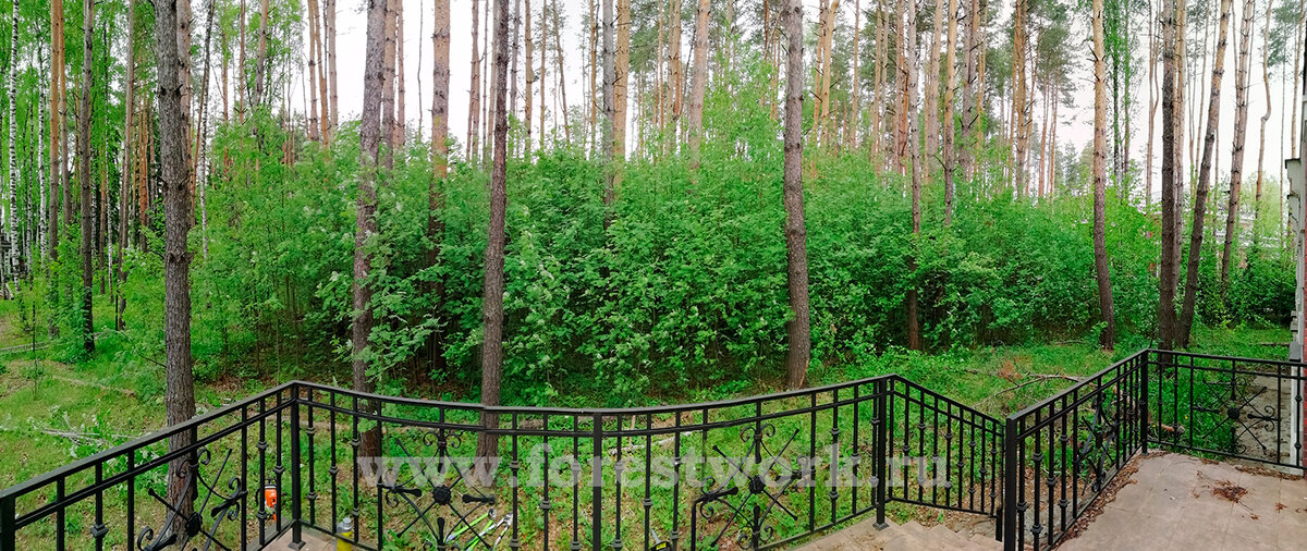 Участок леса до расчистки специалистами Лесохозяйственного Предприятия "Форестворк".