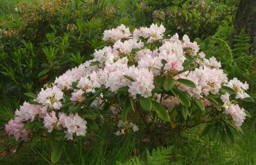 Rhododendron fortunei