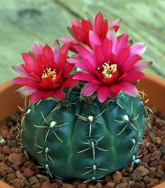 Гимнокалициум