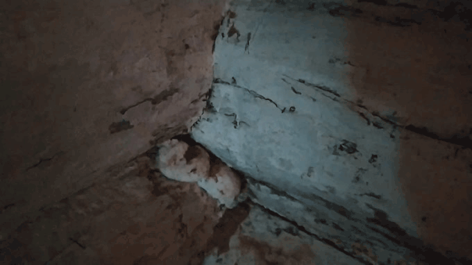 Муравьи в бане (видео автора канала РемонтДом)