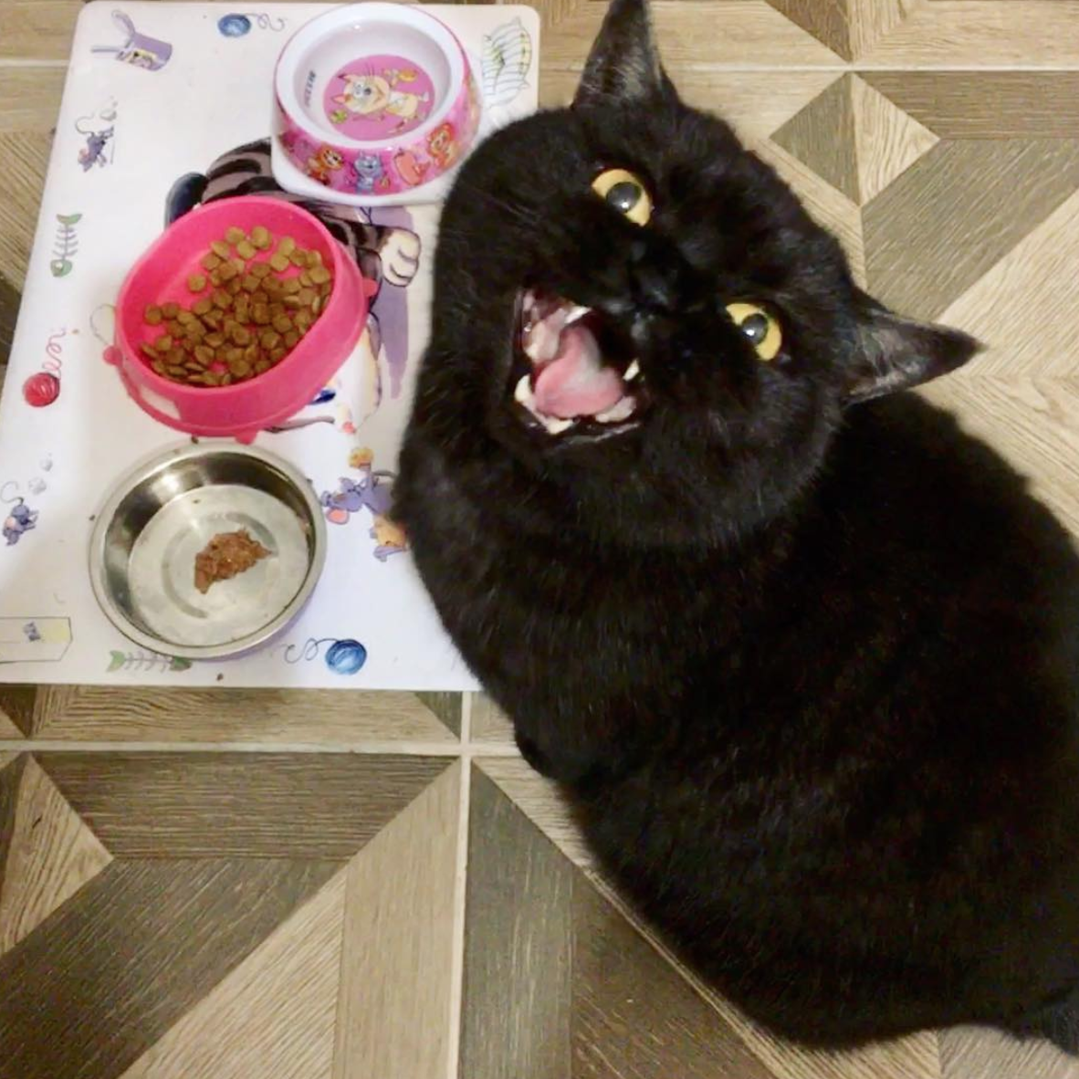 Корм для кошек