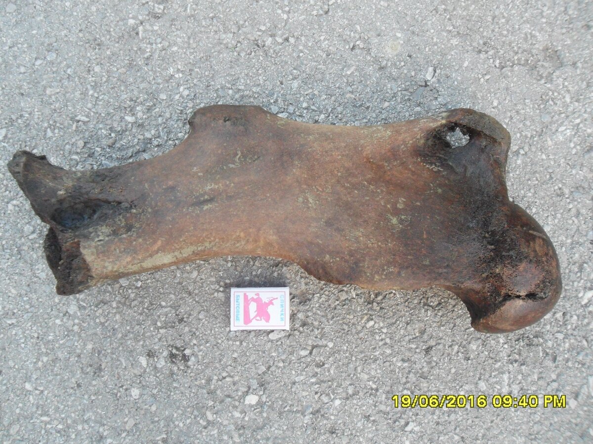 Бедренная кость шерстистого носорога