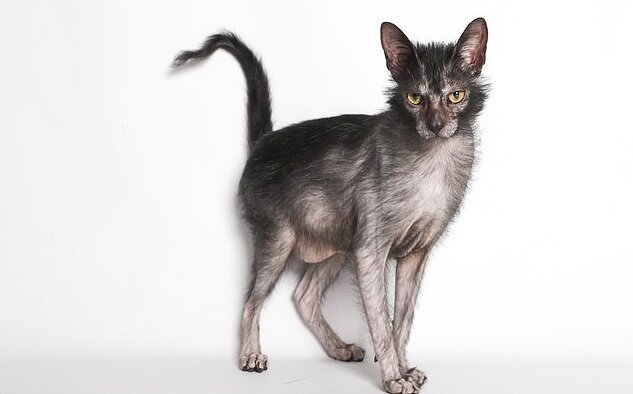 Фото взято из открытых источников