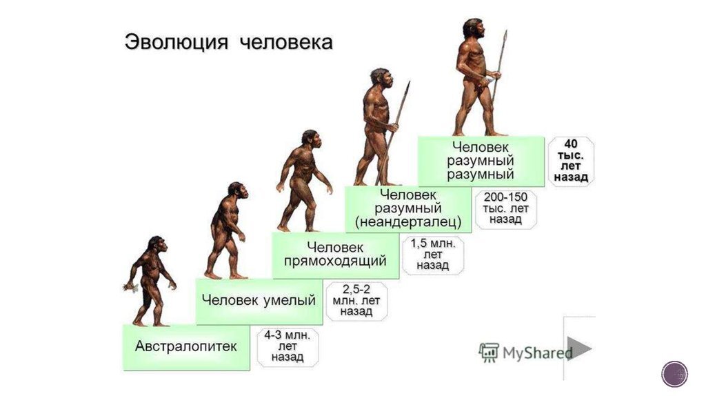 1 5 тыс лет. Эволюция человека хомо сапиенс. Эволюция человека до хомо сапиннса. Австралопитеки человек хомо сапиенс. Человек умелый человек прямоходящий человек разумный таблица.