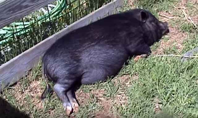 Чем болеют свиньи статья в интернет-магазине 33 коровы