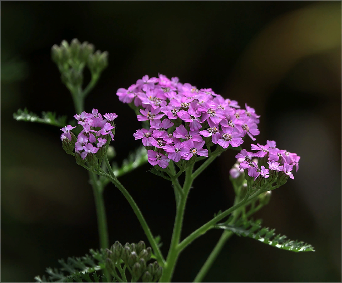 https://www.plantarium.ru/dat/plants/3/379/669379_46dbd197.jpg