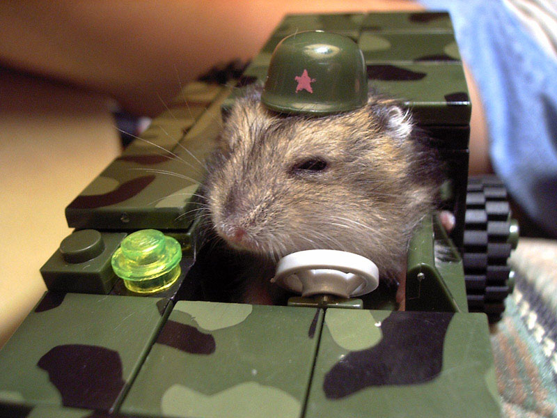 Hamster combat 23 августа. Боевой хомяк.