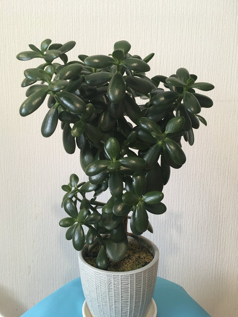 Крассула возрастом три года