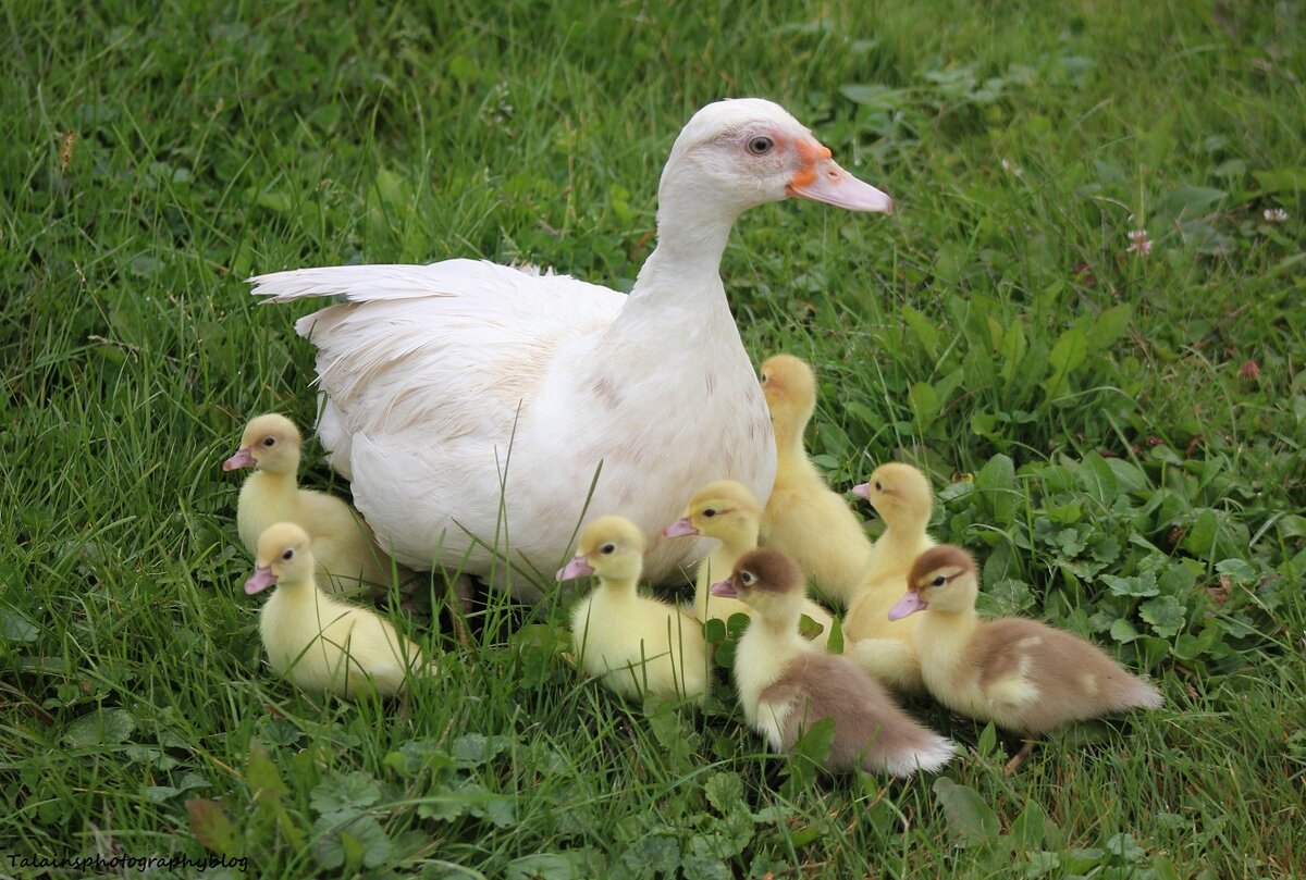 Мускусная утка с утятами