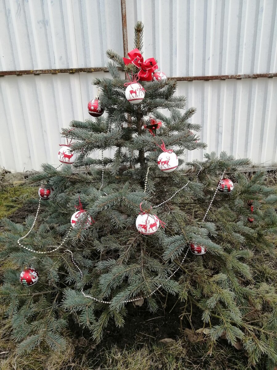 Украшенная елочка