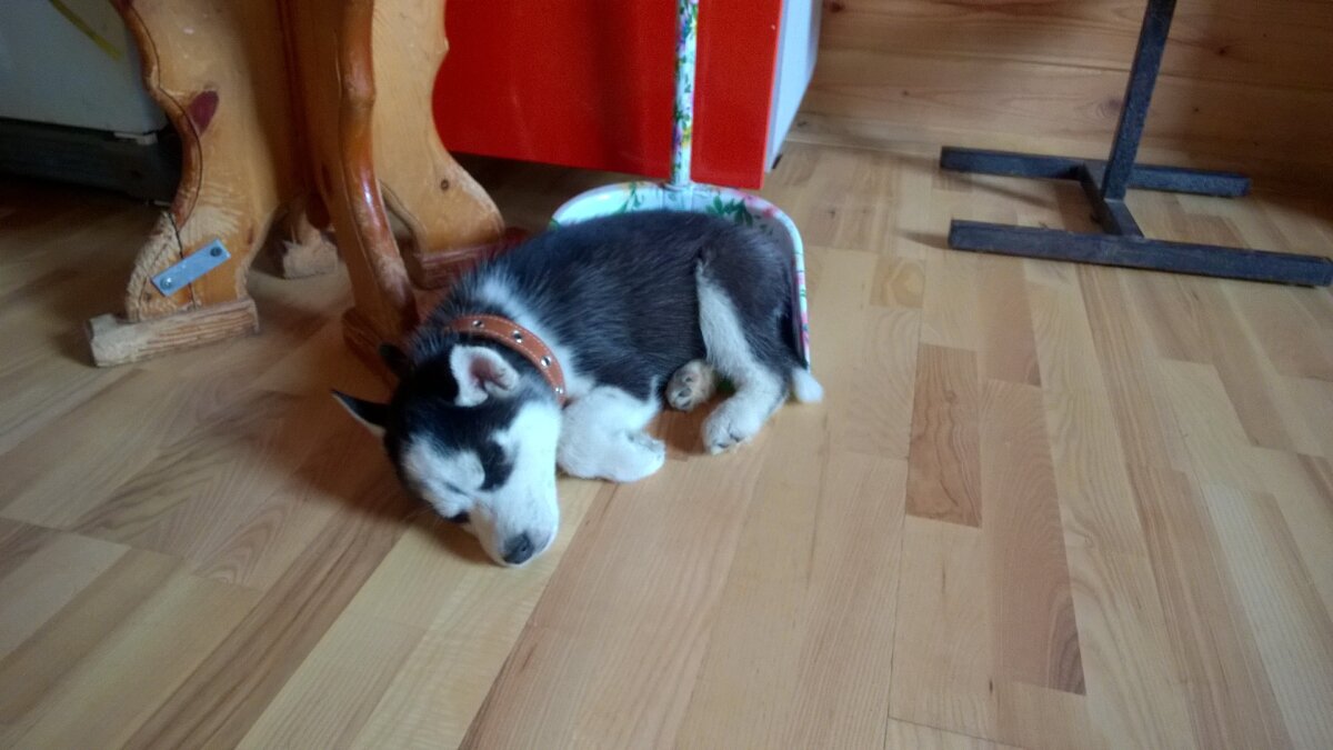 Малышка Барсишка.