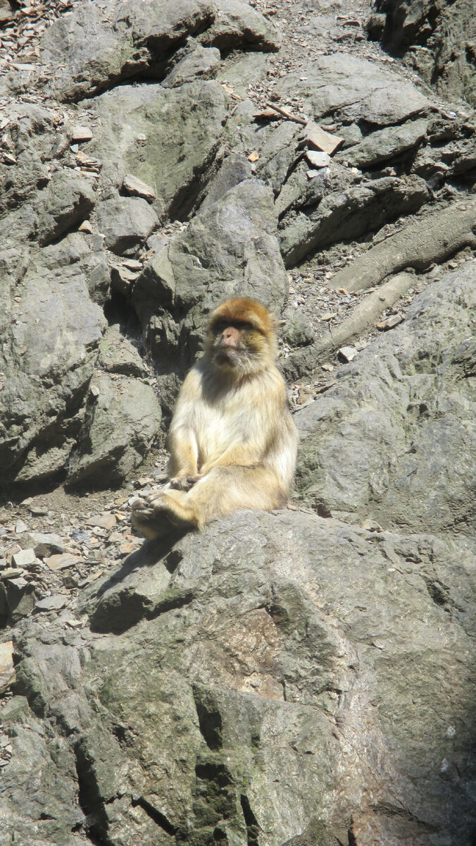 Познавшая жизнь обезьяна! 