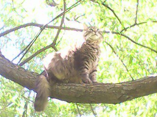 Муся летом на прогулке в Санкт-Петербурге