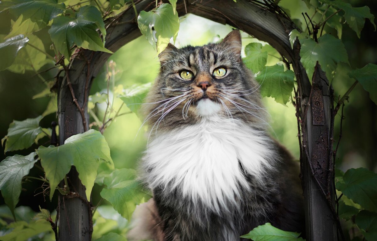 Кот на природе