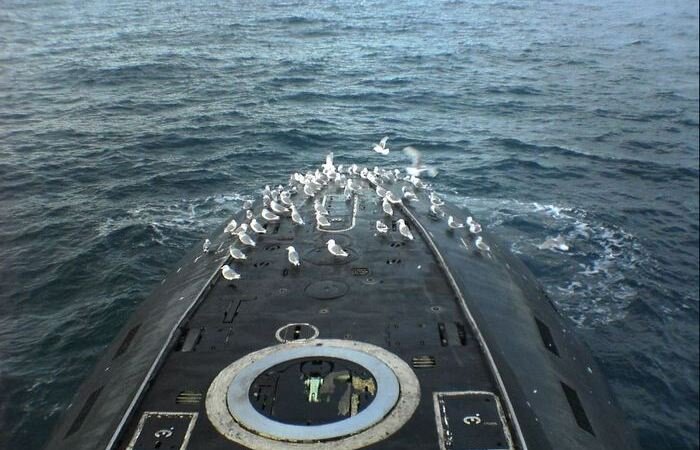 Для чего англичане во время войны учили чаек садиться на подводные лодки