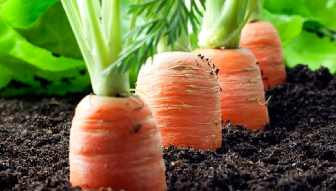 Можно ли посеять морковь. Морковь на грядке. Морковь в открытом грунте. Проредить морковь. Прополка моркови.