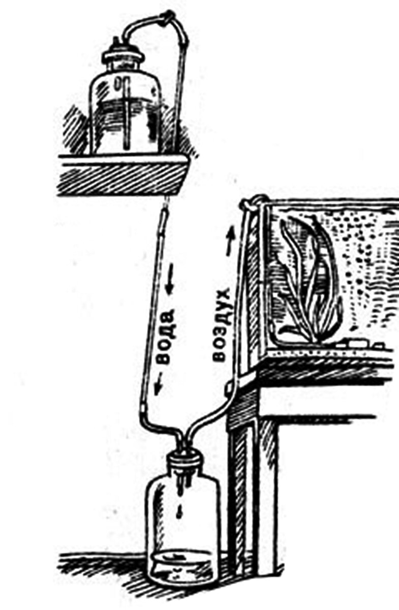 Из книги Ганса Фрея «Твой Аквариум»