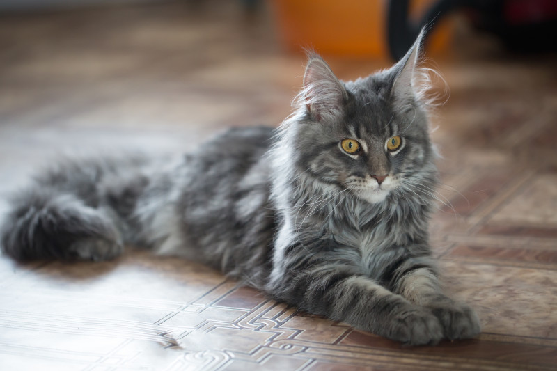 Кот лежит на полу