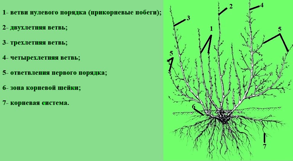Какого внутреннее строение дерева или кустарника. Строение куста черной смородины. Схема обрезки куста смородины. Строение куста красной смородины. Строение смородинового куста.