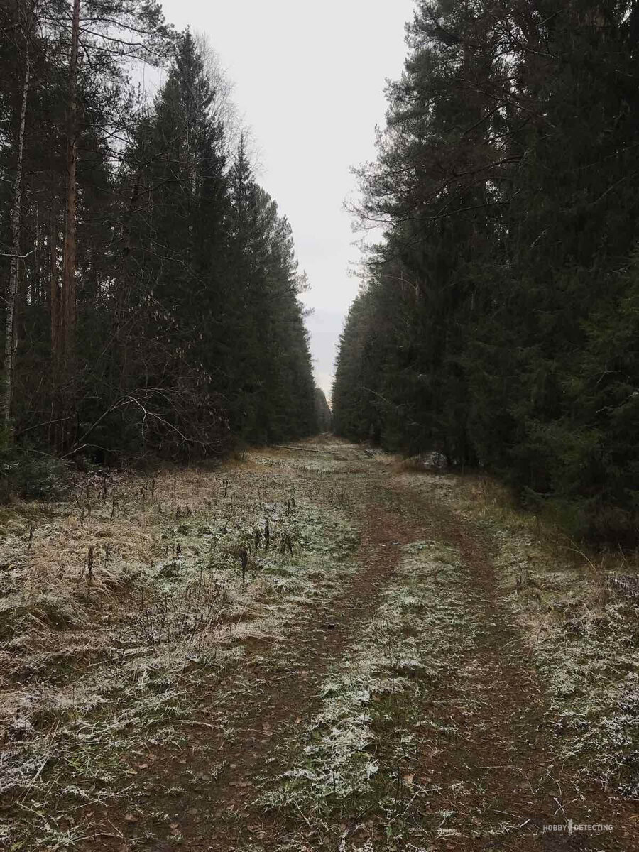 Являться лесной. Удивительная в лесу тишина. Блок тишина в лесу. Лес 9 Тихая. Лес за 9 км Воронеже.