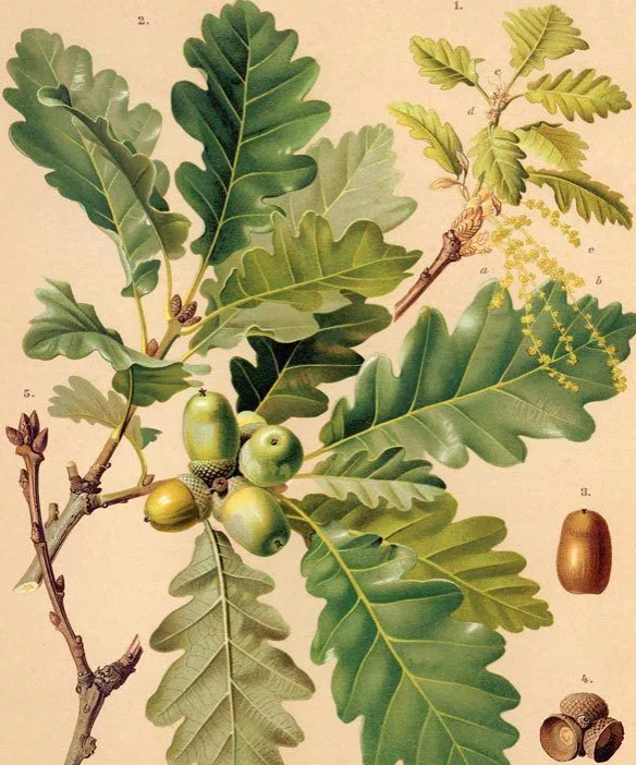 Дуб черешчатый