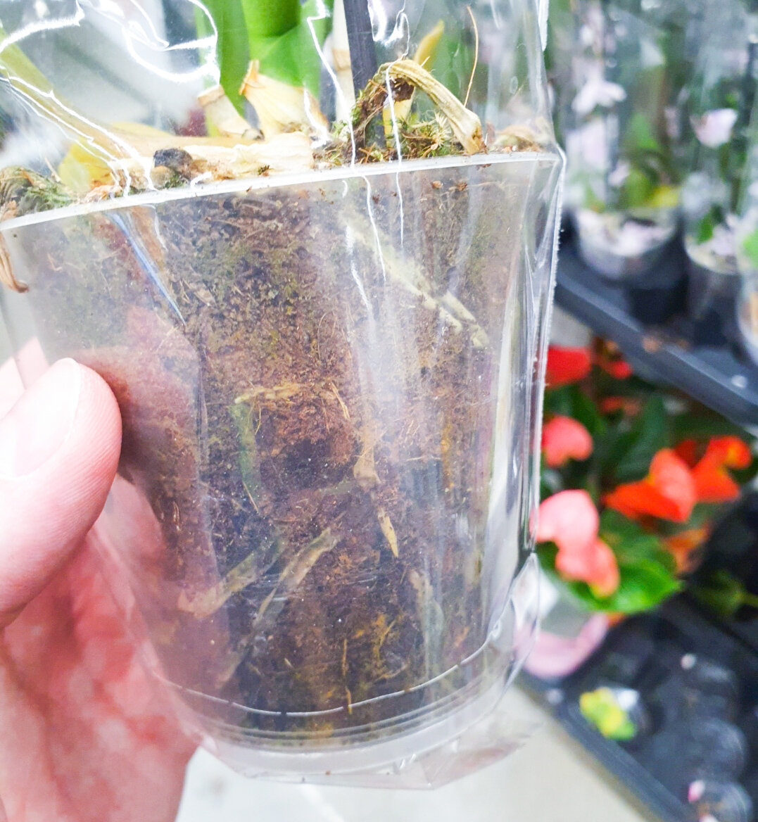 Почти все горшки такие