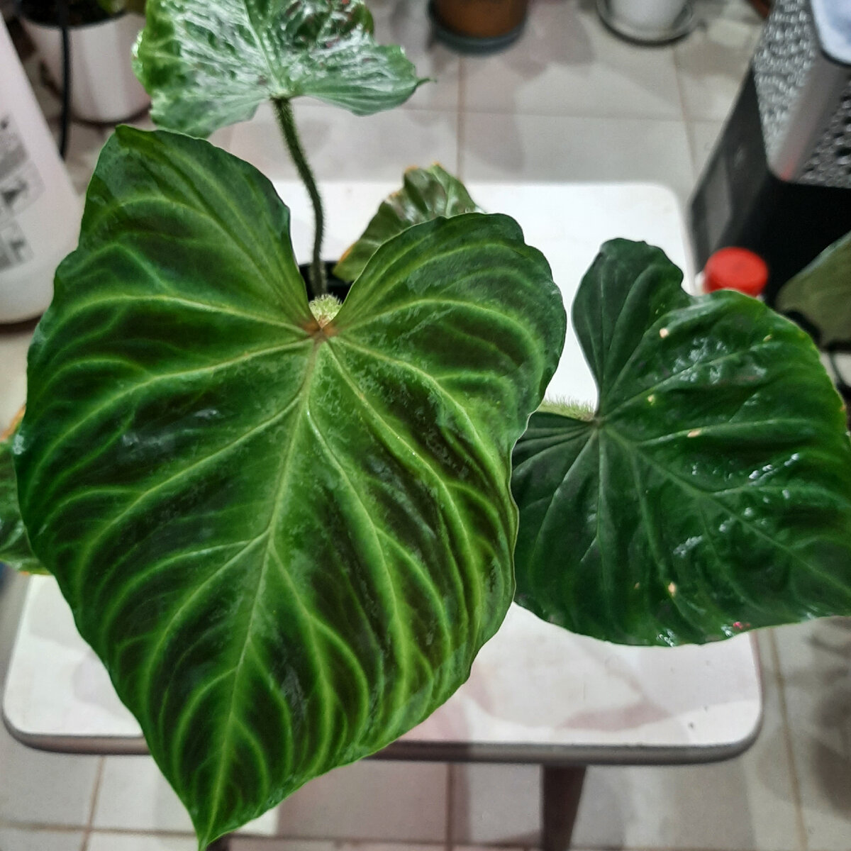 Philodendron verrucosum (филодендрон Бородавчатый)