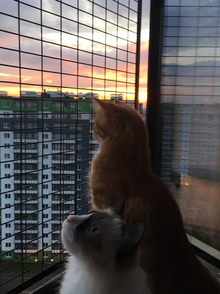 Фото из дома. Люлю и подружка голубоглазая Мася