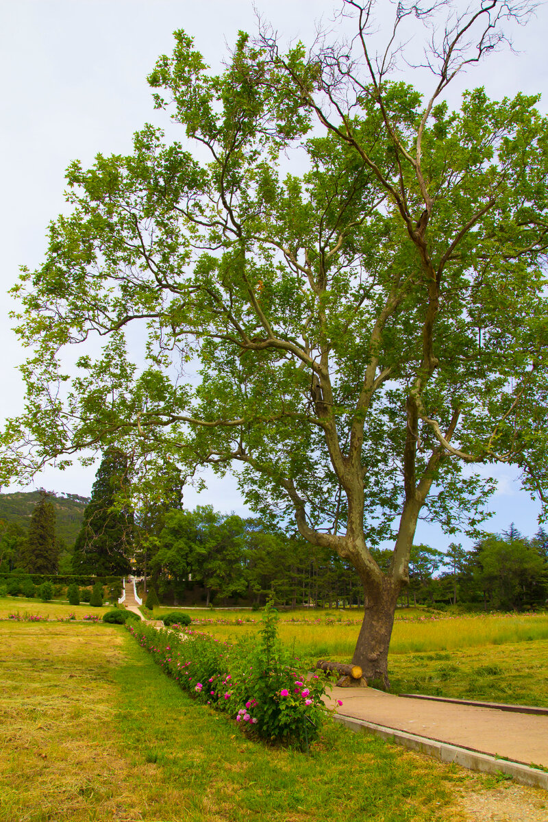 тропинка ведущая к главному входу и заповеднику