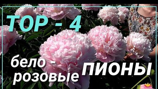 Нежно-розовые пионы / Сад Ворошиловой