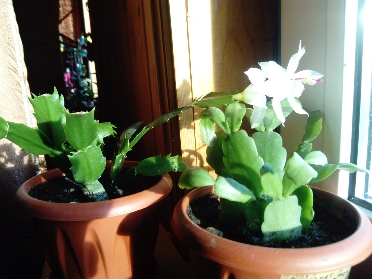 Разная форма листьев у шлюмбергеры и рипсалидопсиса. С зубчиками и закругленной лепёшечкой. Фото автора.