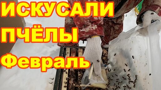 ПЧЁЛЫ ИСКУСАЛИ в Феврале ! Зимняя подкорма пчёл канди ! Осмотр пчелосемей февраль !