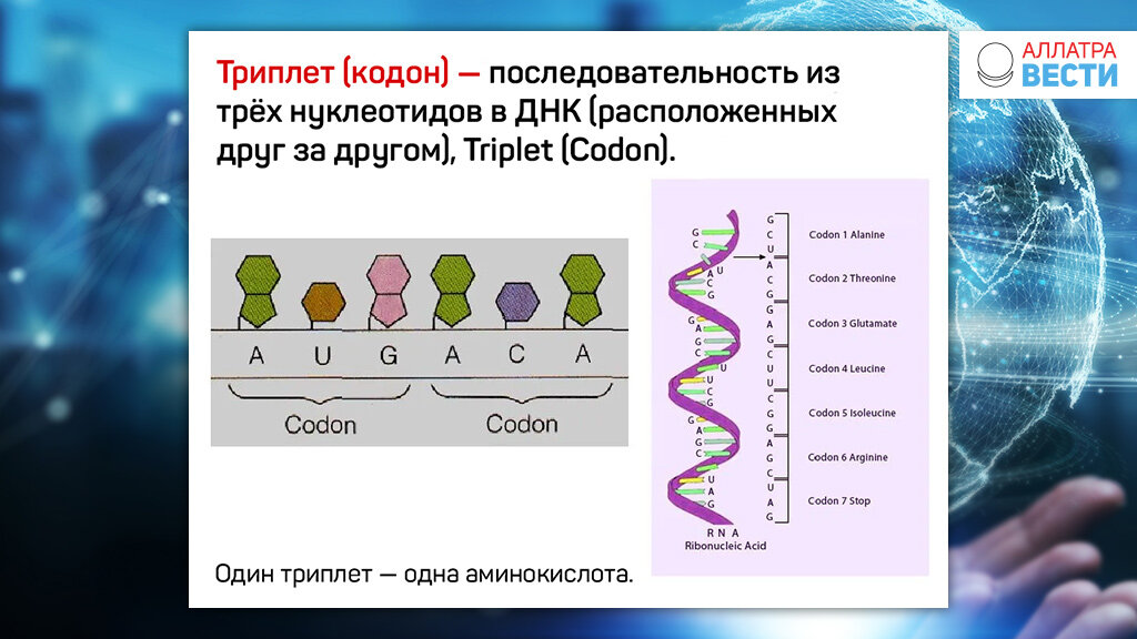 Выберите триплет днк