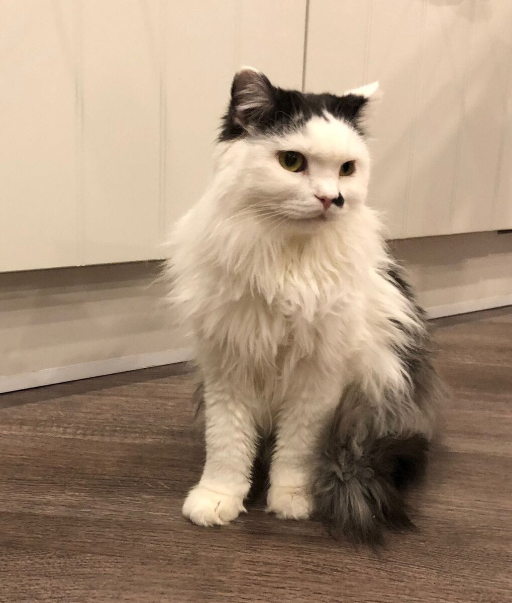 Маффин сейчас