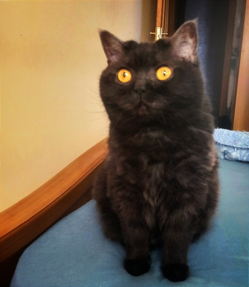 Кошкинья жалуется на тяжёлую судьбу, ведь двуногие рабы не всегда дома, чтобы погладить Её Величество