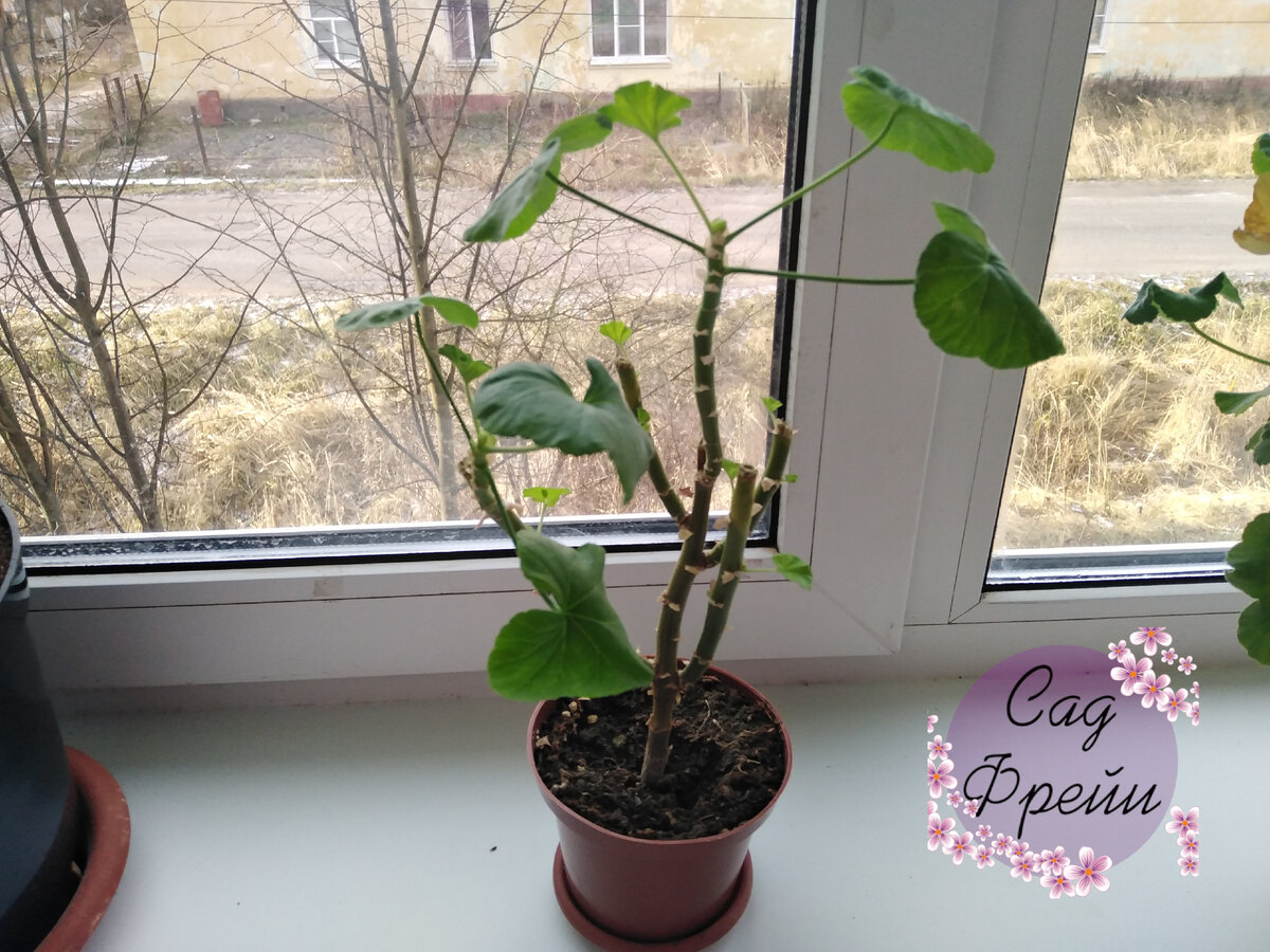 Другие сорта ещё хоть как-то пытались держать марку