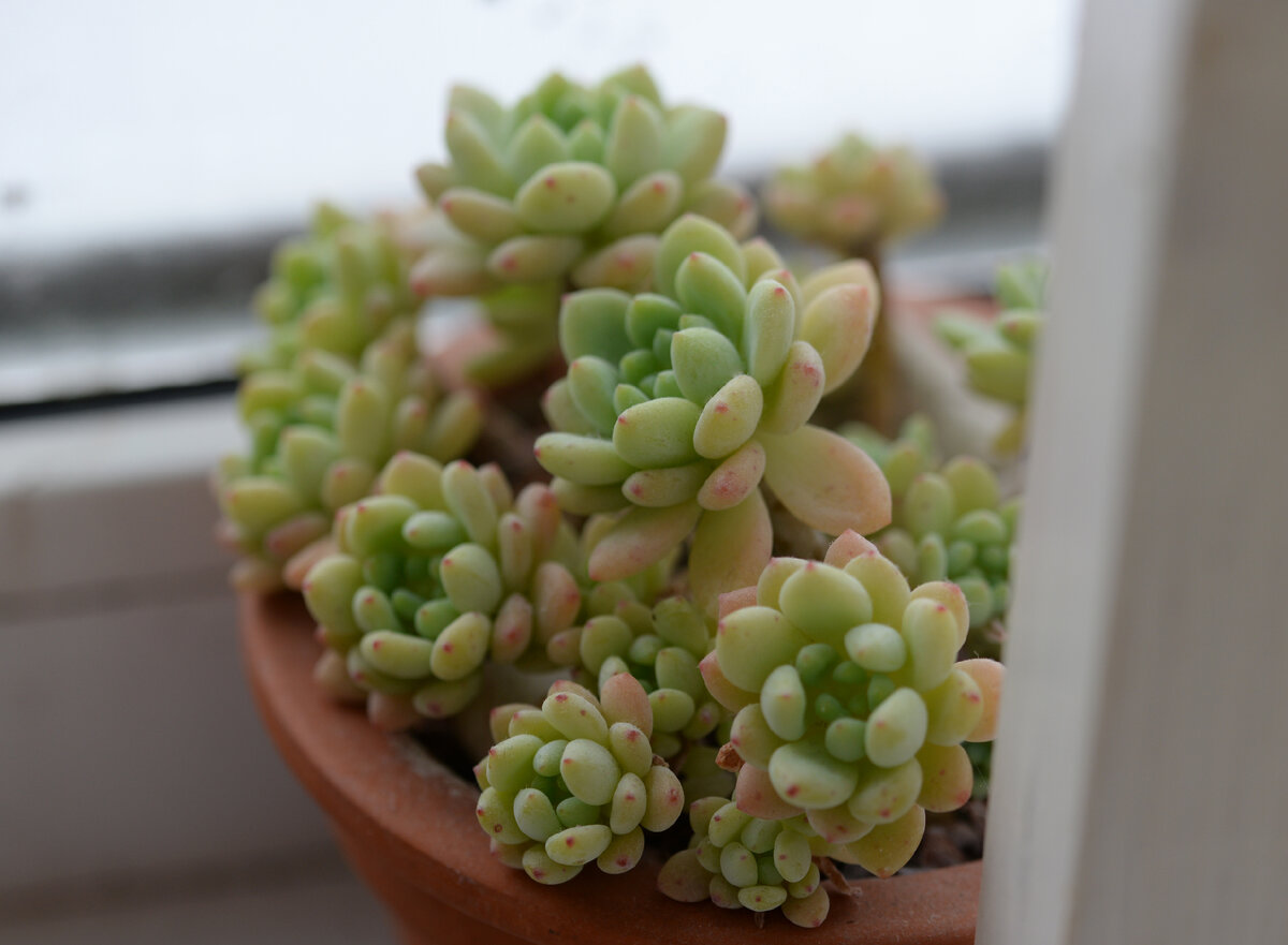 Неизвестный седум.