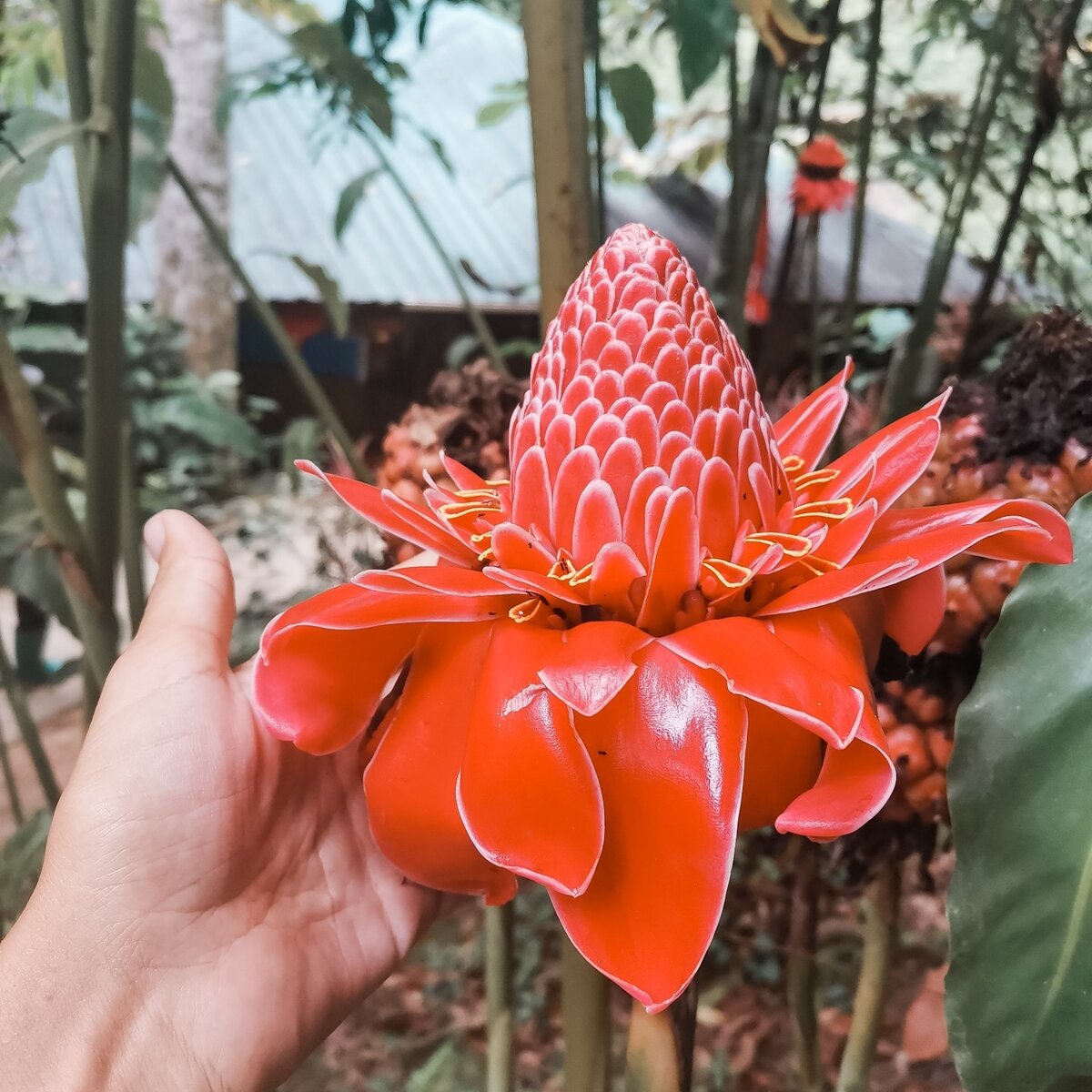 Цветы в городском парке Бетонга