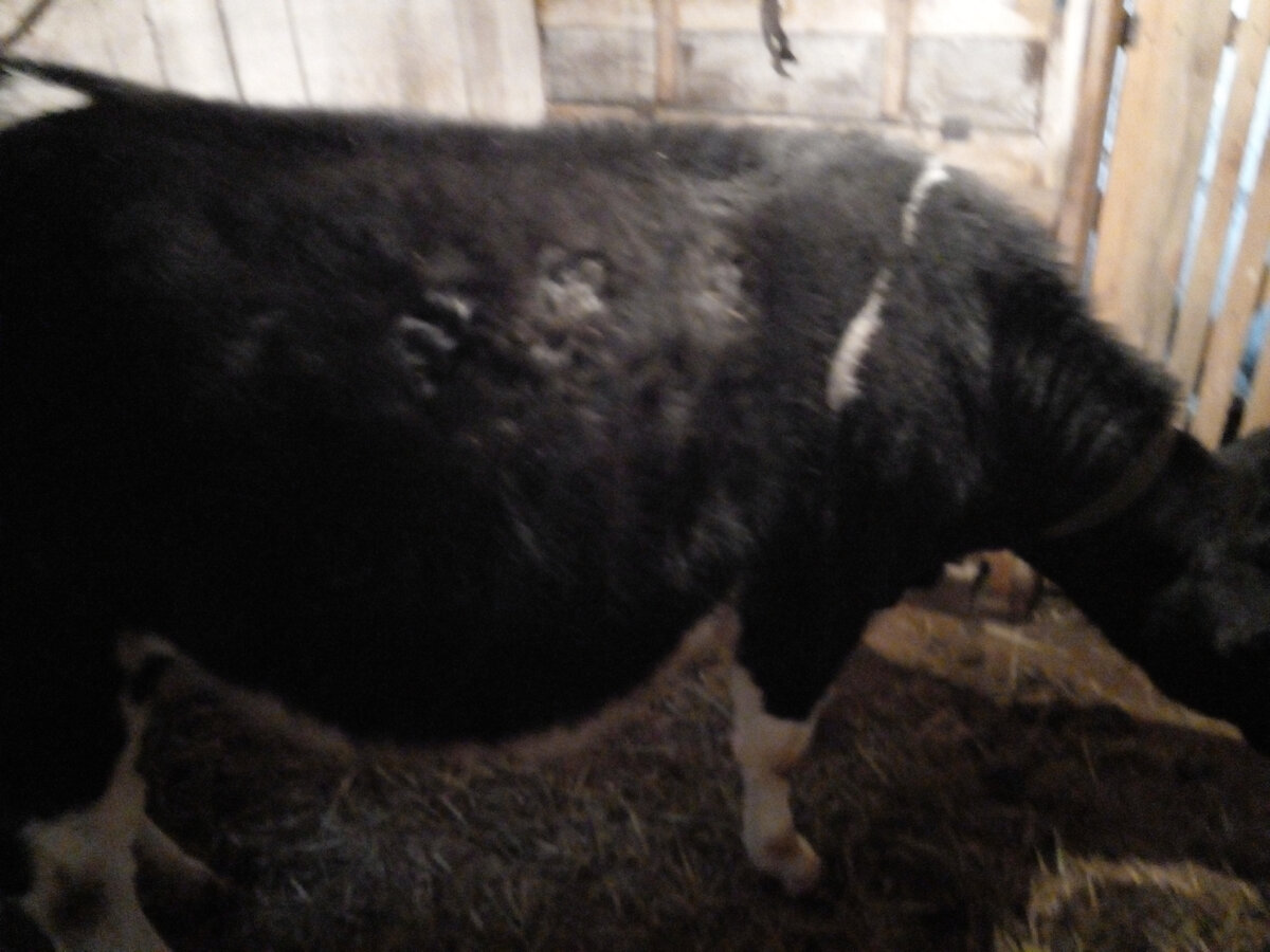 Фотография смазанная, здесь январь месяц.