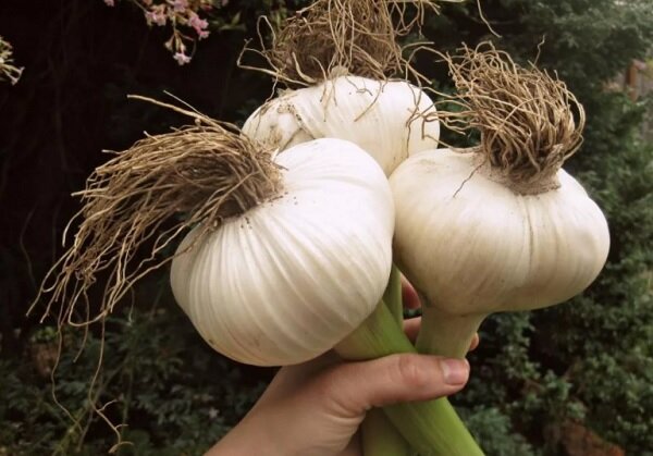 Урожай чеснока
