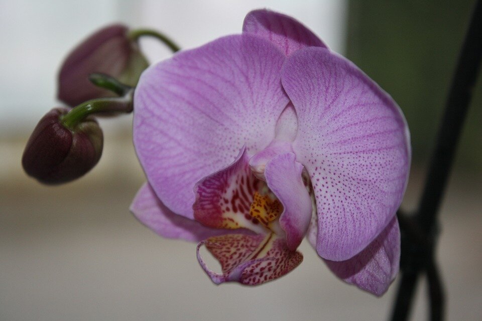 Орхидеи нельзя держать дома. Фаленопсис лиловый 2 ст. Фаленопсис венозный. Фаленопсис венозный розовый. Фаленопсис белый с фиолетовым прожилками.