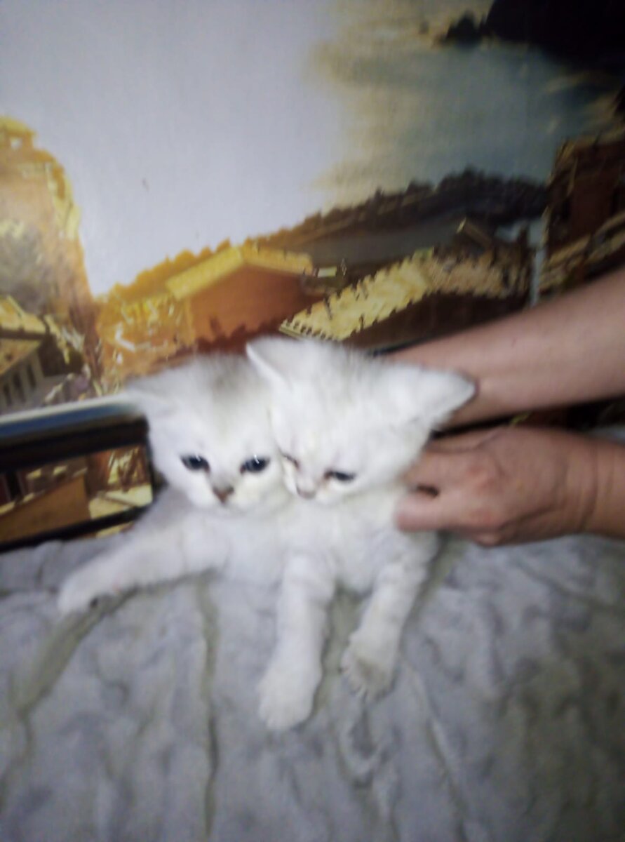 2 братца, серебро и голубое золото