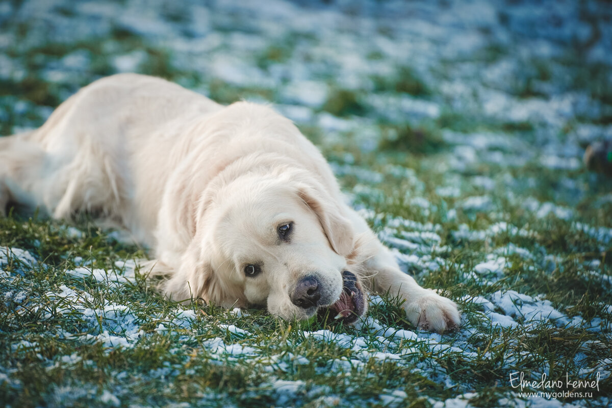 Золотистый ретривер Чуи любит грызть мячики. 