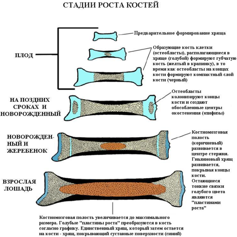 Поэтапно вот так выглядит рост костей у лошади.